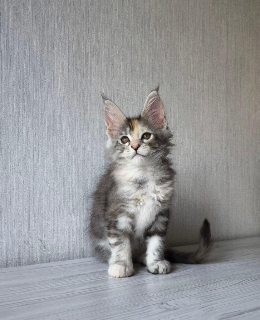 Dea Maine Coon  Female (Available) $3000