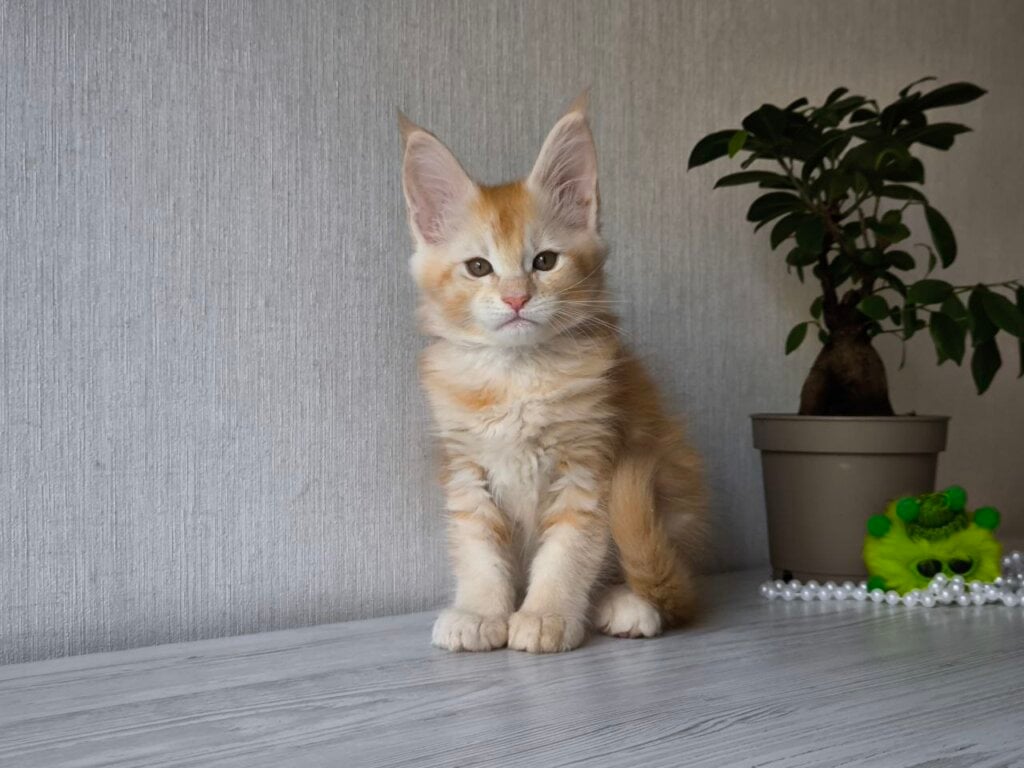 Dakota Maine Coon Female (Available) $3050