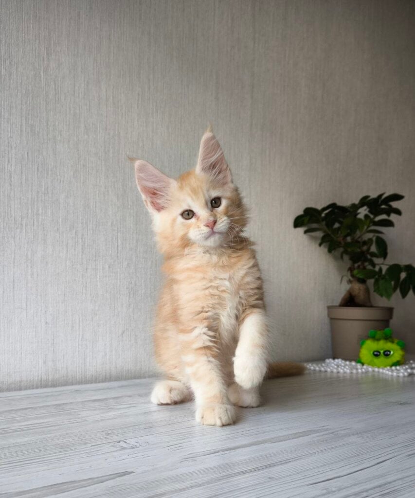 Diamond Maine Coon Male (Available) $3050