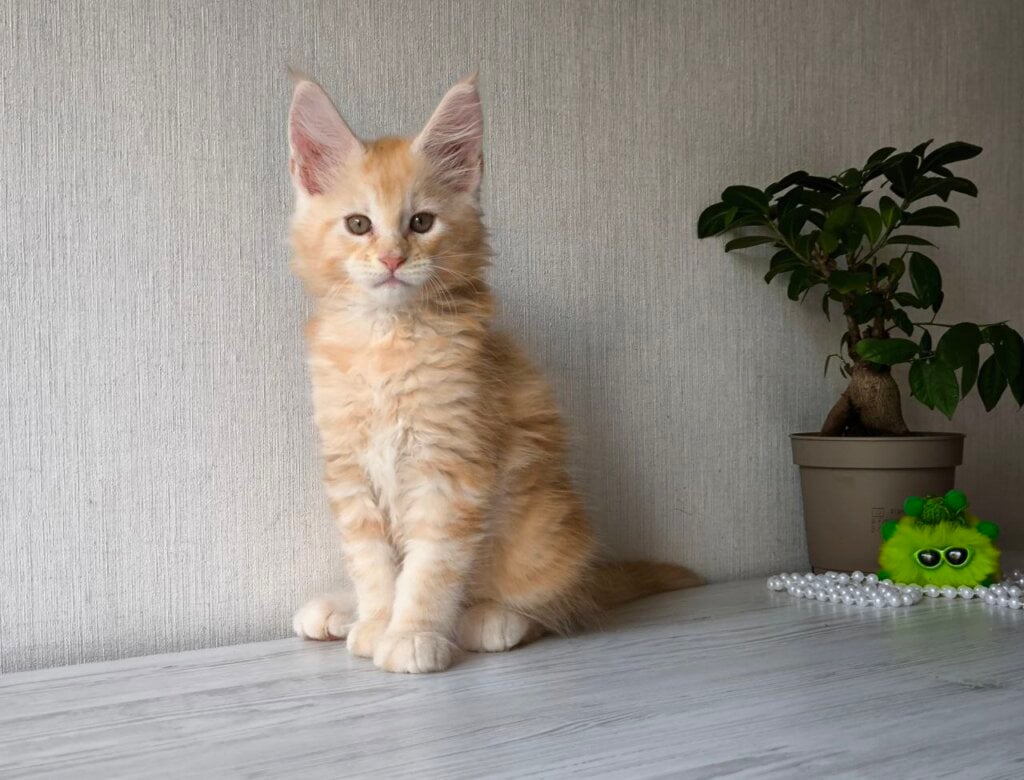 Dark Maine Coon  Male (Available) $3050
