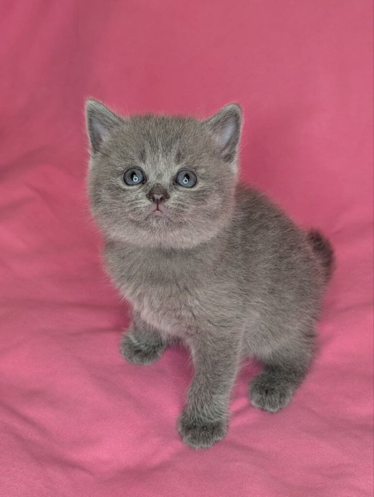Vivienne Scottish Straight  Female (Available) $2700