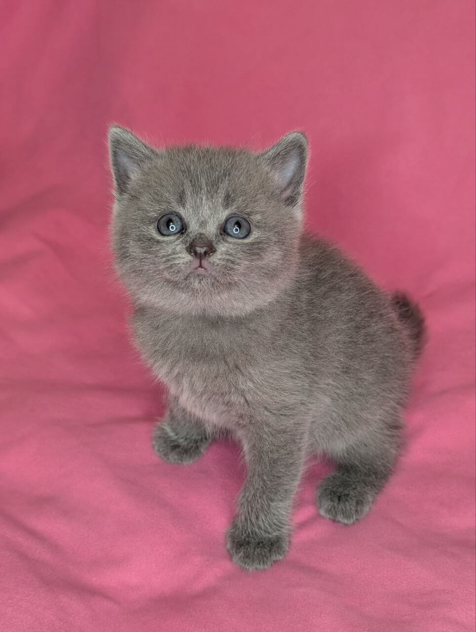 Vivienne Scottish Straight  Female (Available) $2700