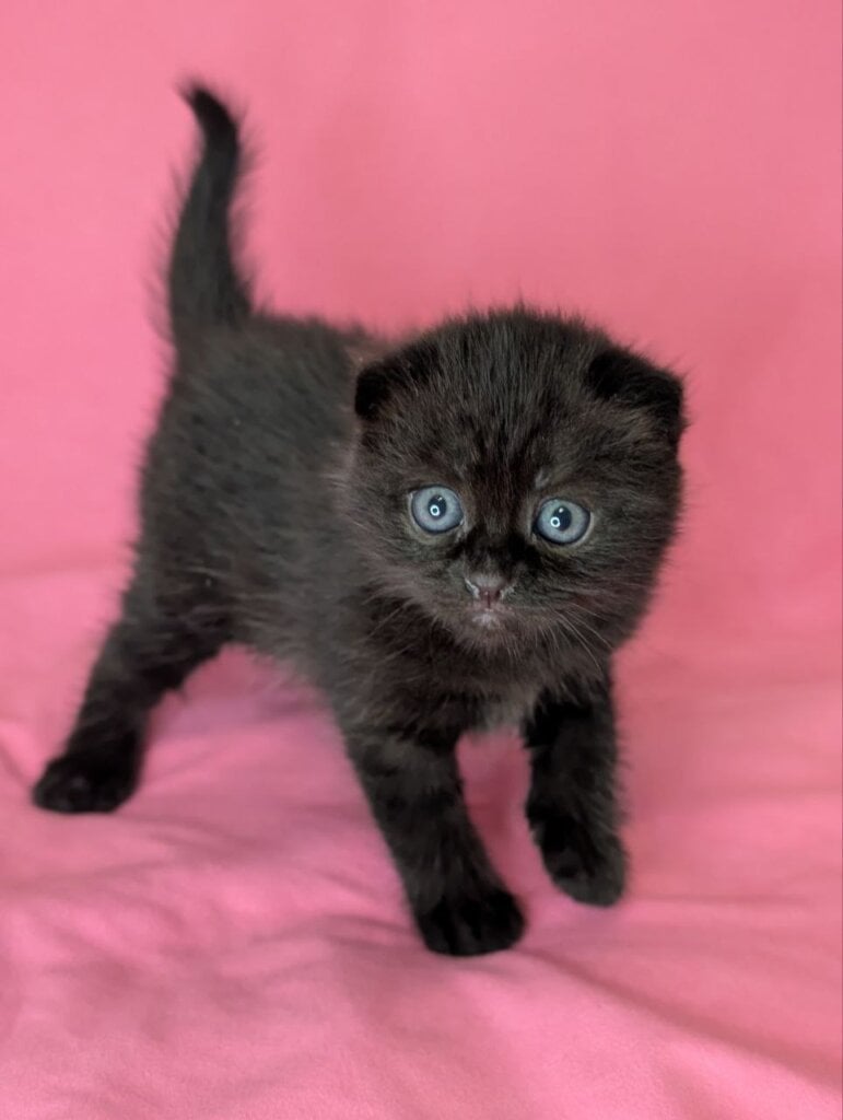 Violetta Scottish Fold  Female (Available) $2700