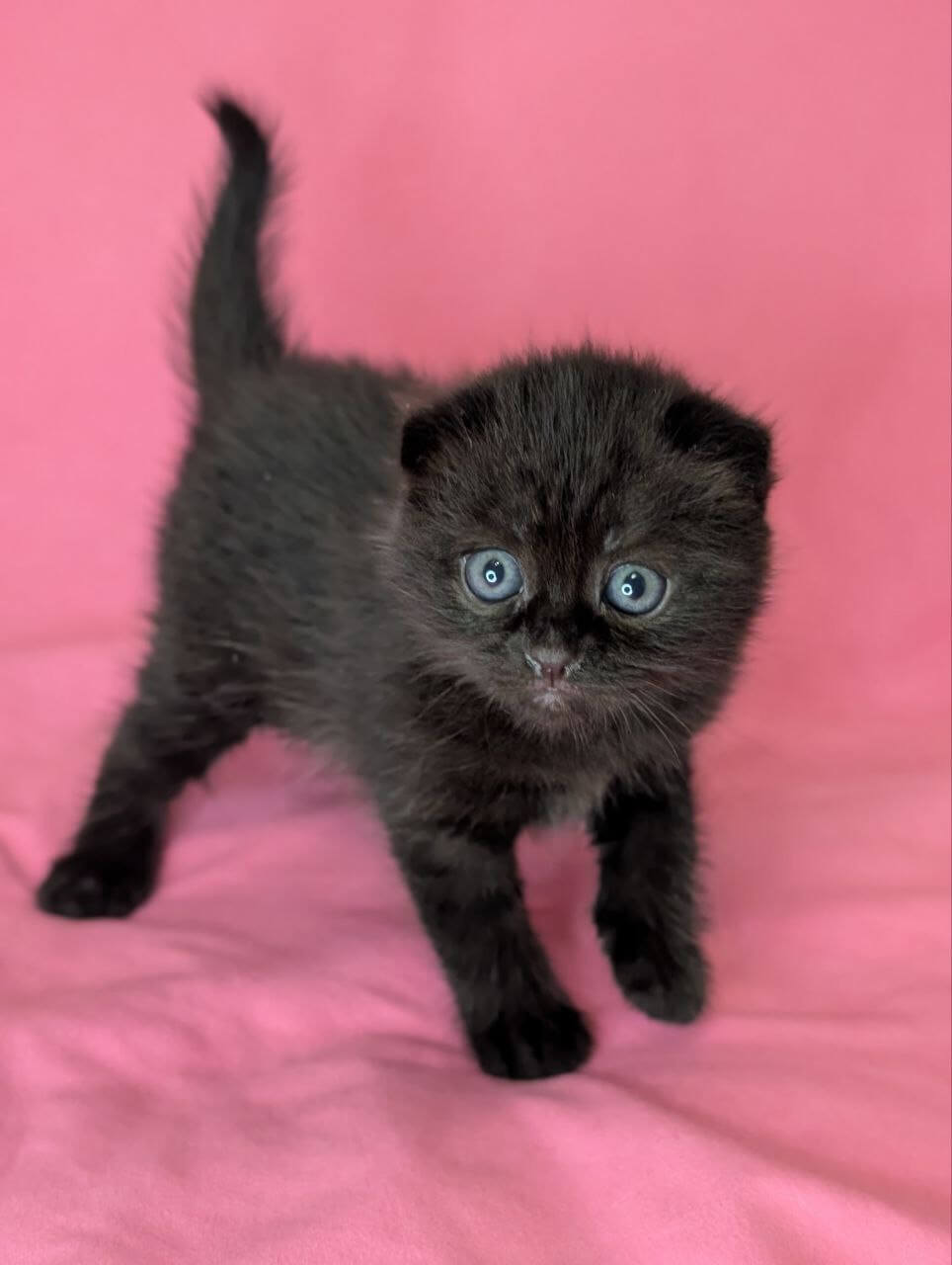 Violetta Scottish Fold  Female (Available) $2700