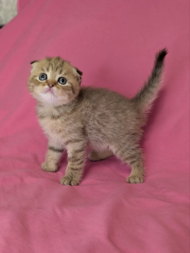 Viva Scottish Fold  Female (Available) $2800