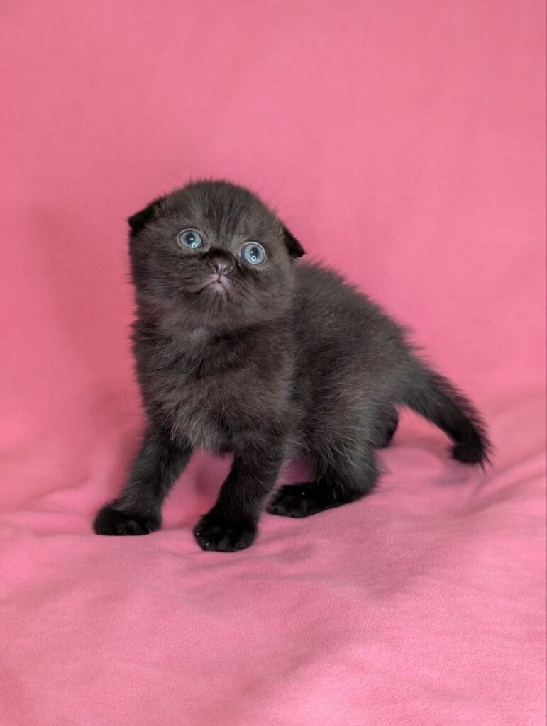 Vesper Scottish Fold Female (Available) $2700