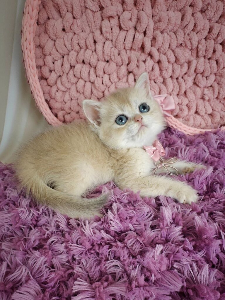 Timberlake British Shorthair  Male $2900