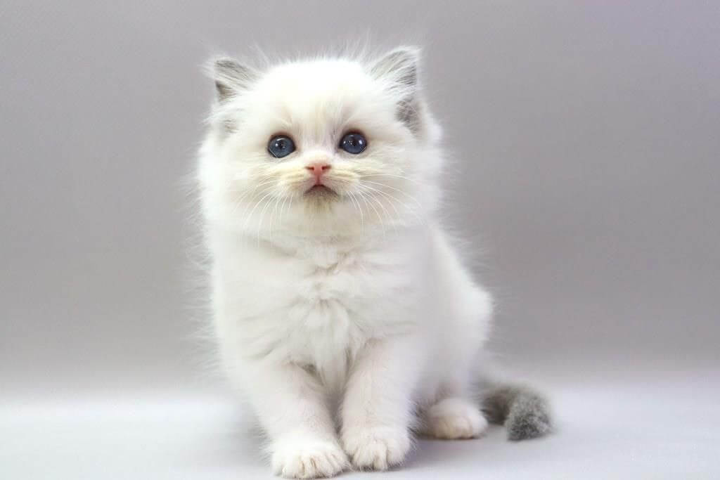Hope Ragdoll Female (Available) 50 - photo 1