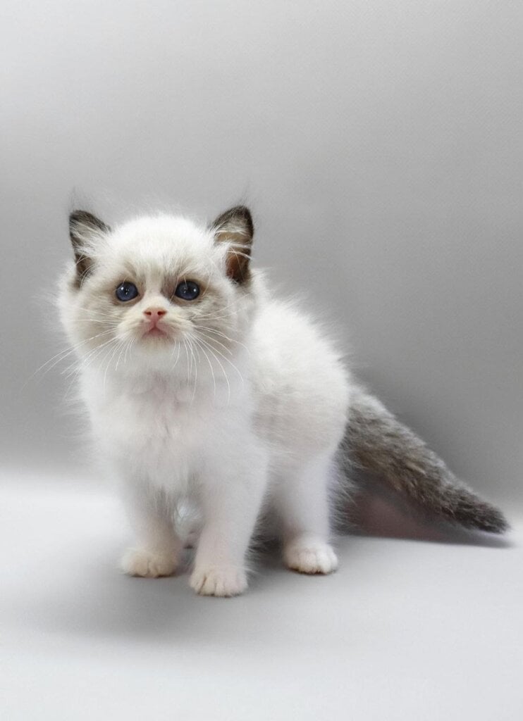 Hector Ragdoll Male (Available) 50 - photo 1