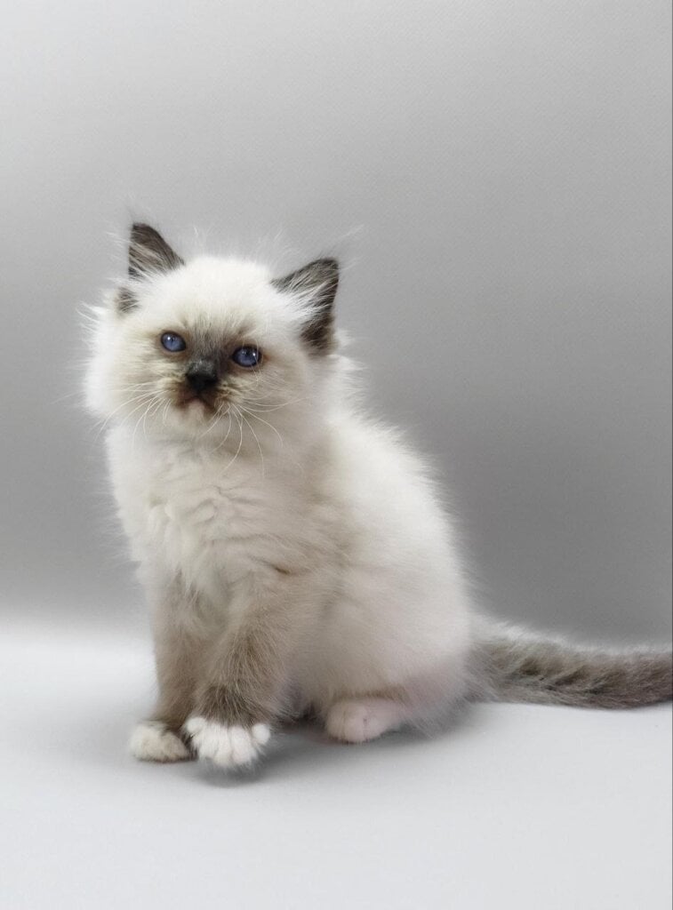 Haritosha Ragdoll Male (Available) 50 - photo 1