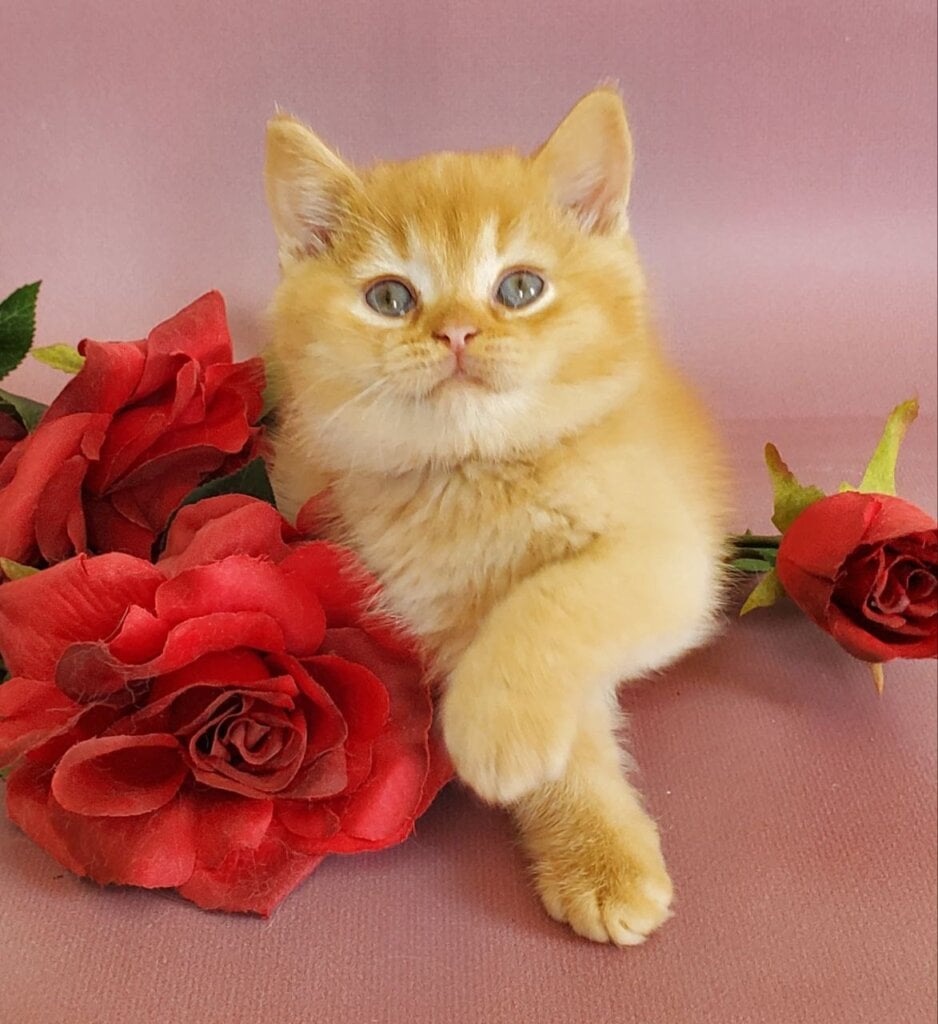 Helios British Shorthair Male (Available) $2900