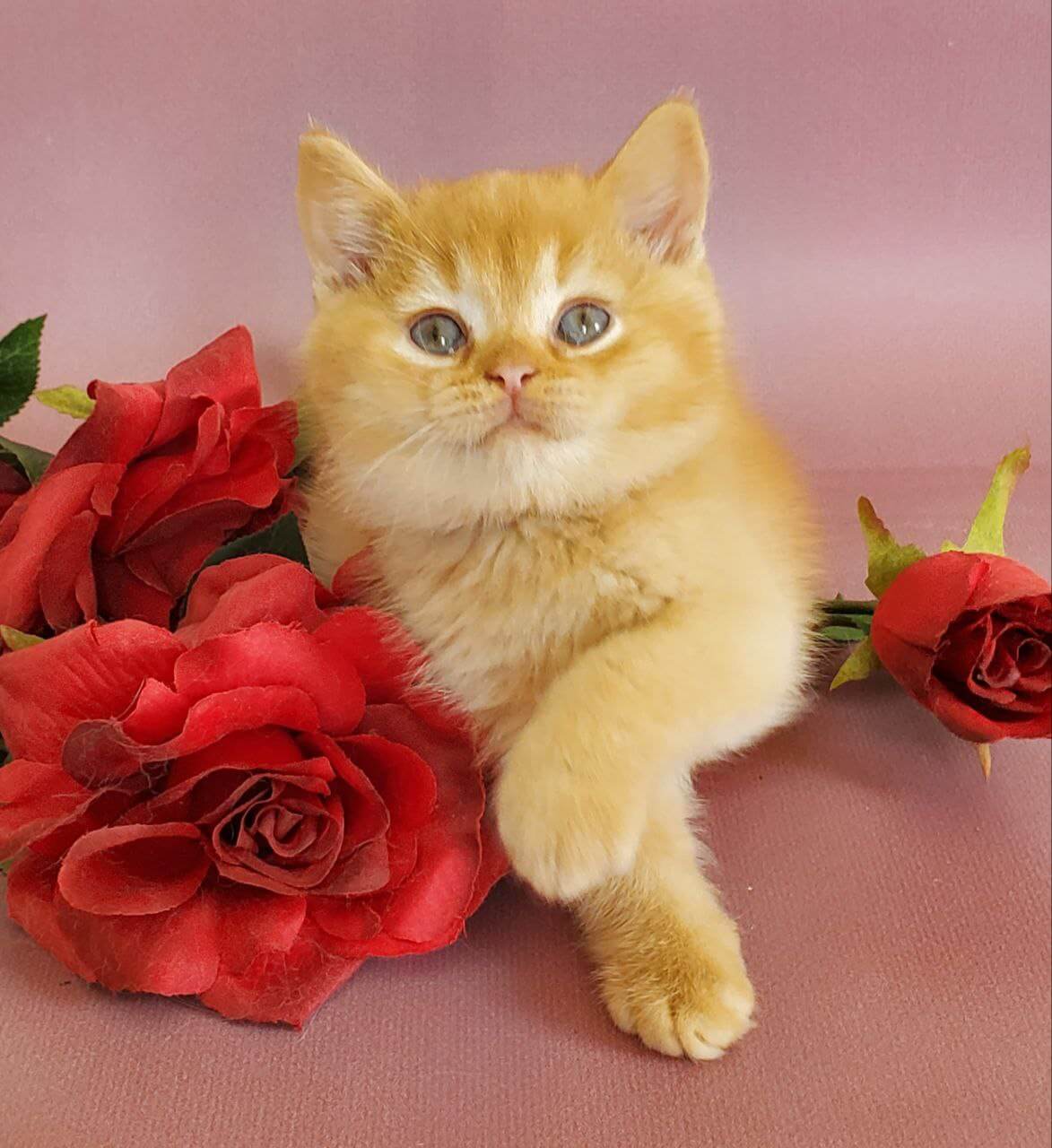 Helios British Shorthair Male (Available) $2900