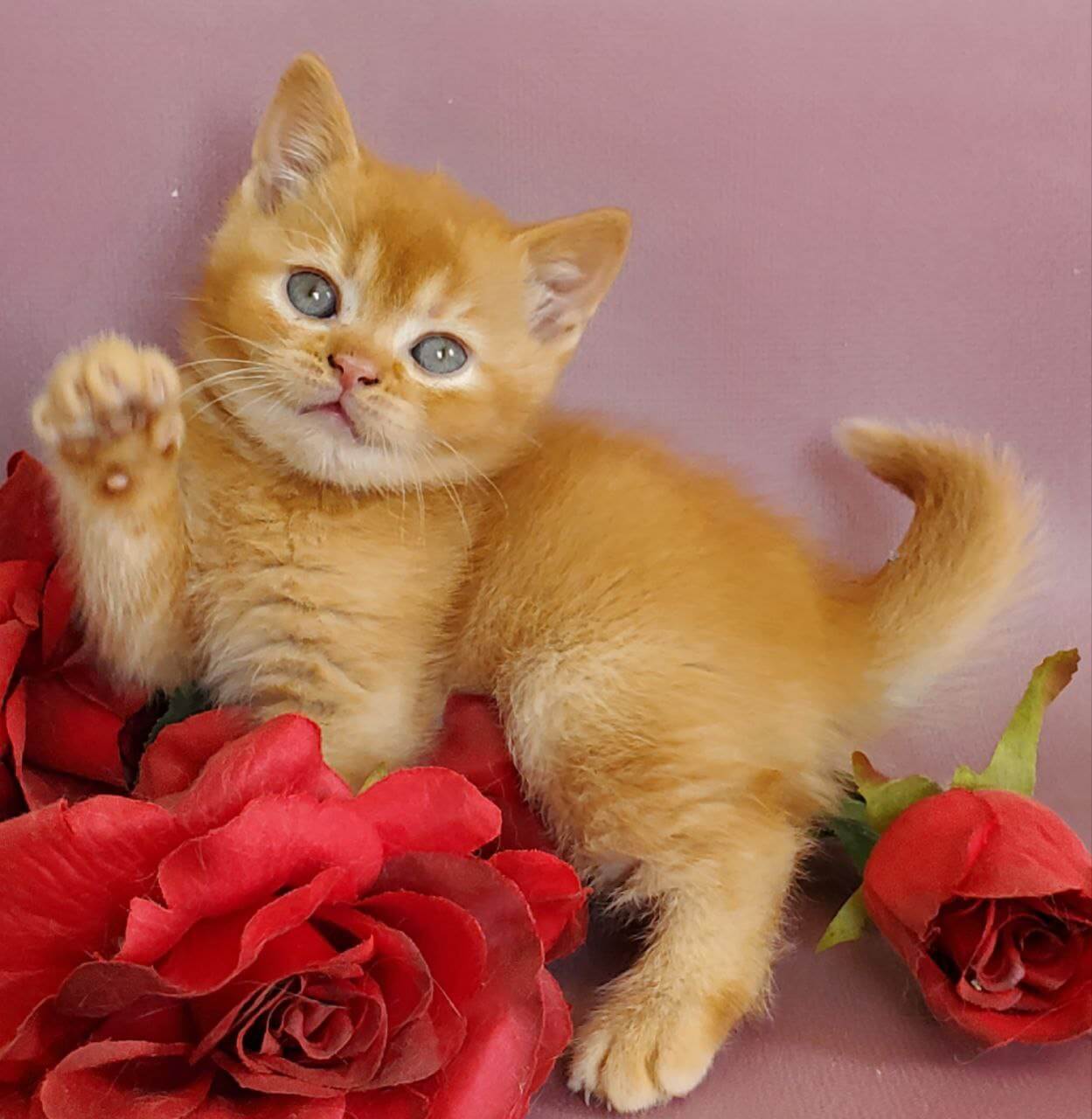Hardy British Shorthair Male (Available) $2900