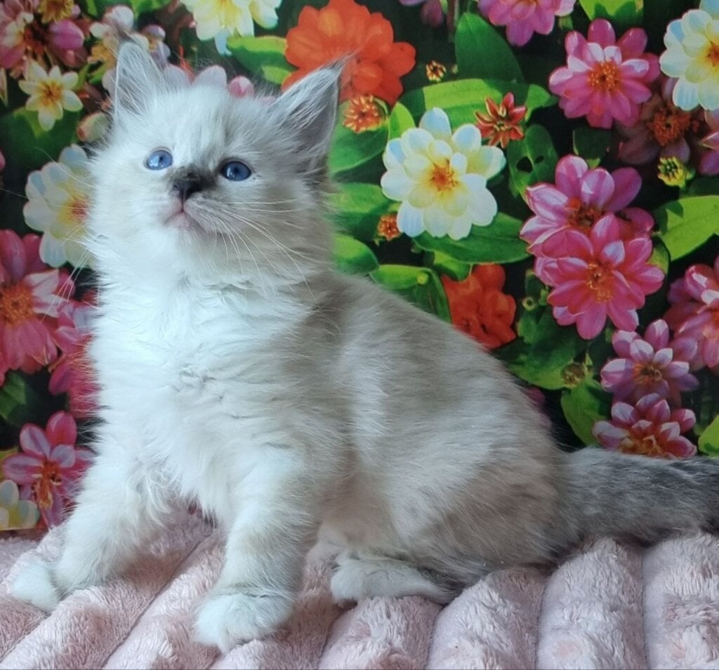 Silva Siberian Female (Available) 00 - photo 1