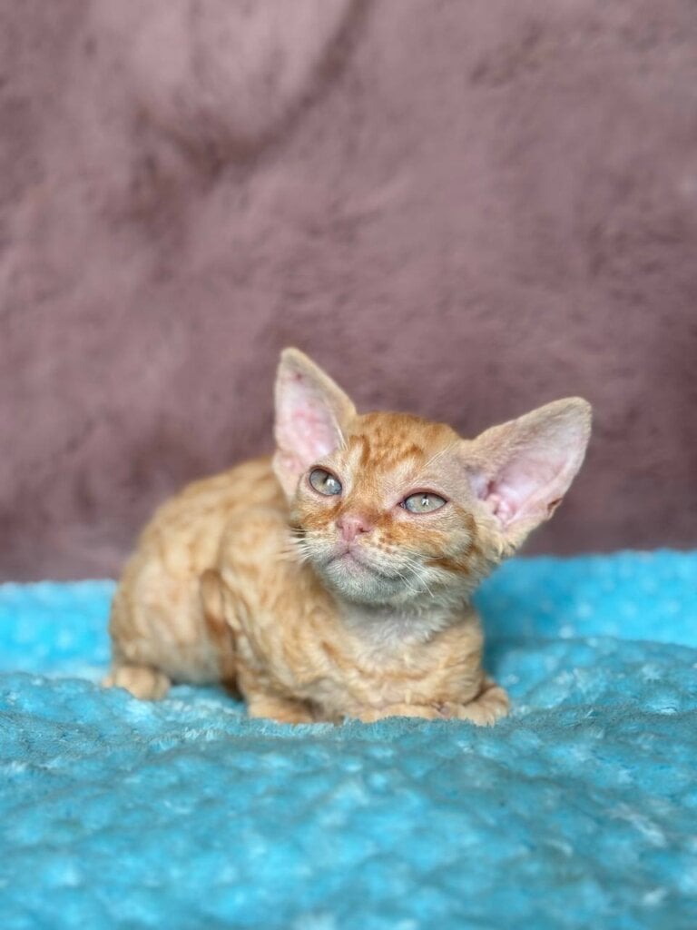 Quentin Devon Rex Male (Available) $3100