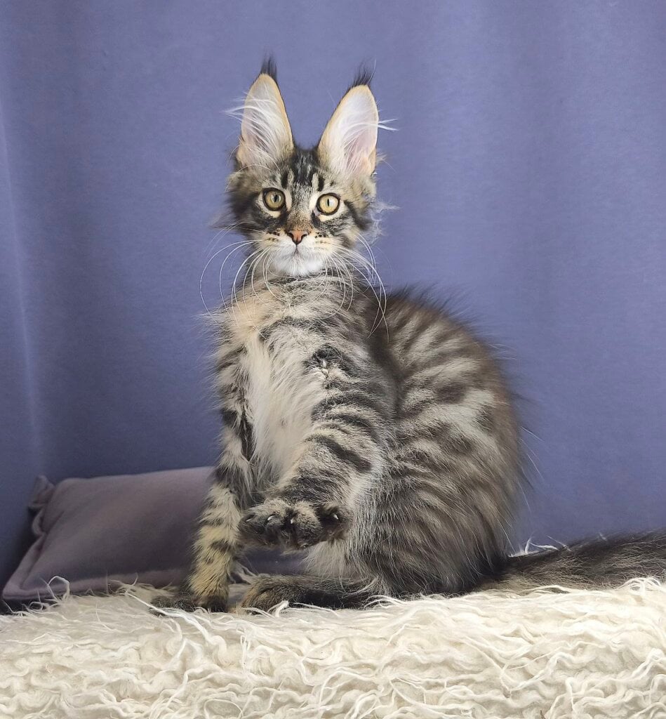 Haney Pie Maine Coon Male (Available) $3250