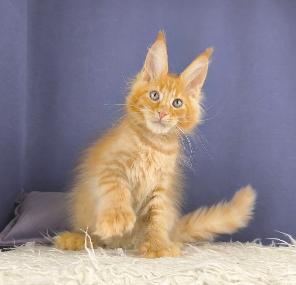 Jenaro Maine Coon Male POLY (Available) $3550