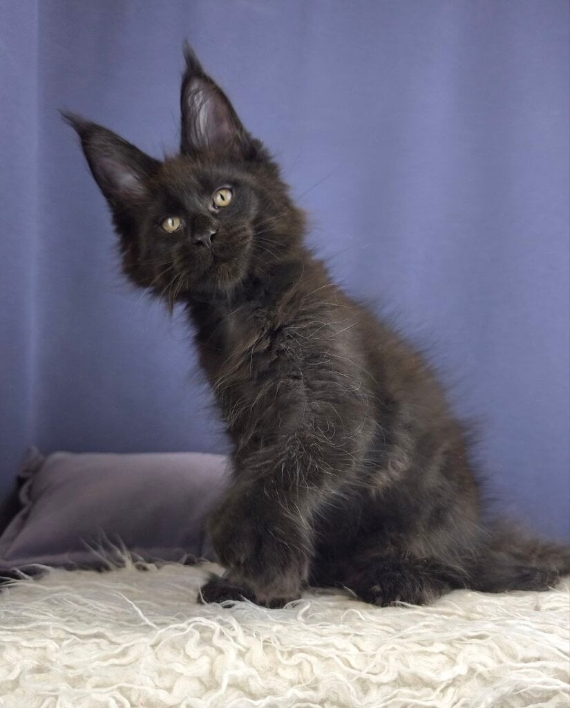 Jazz Maine Coon POLY Male (Available) $3550