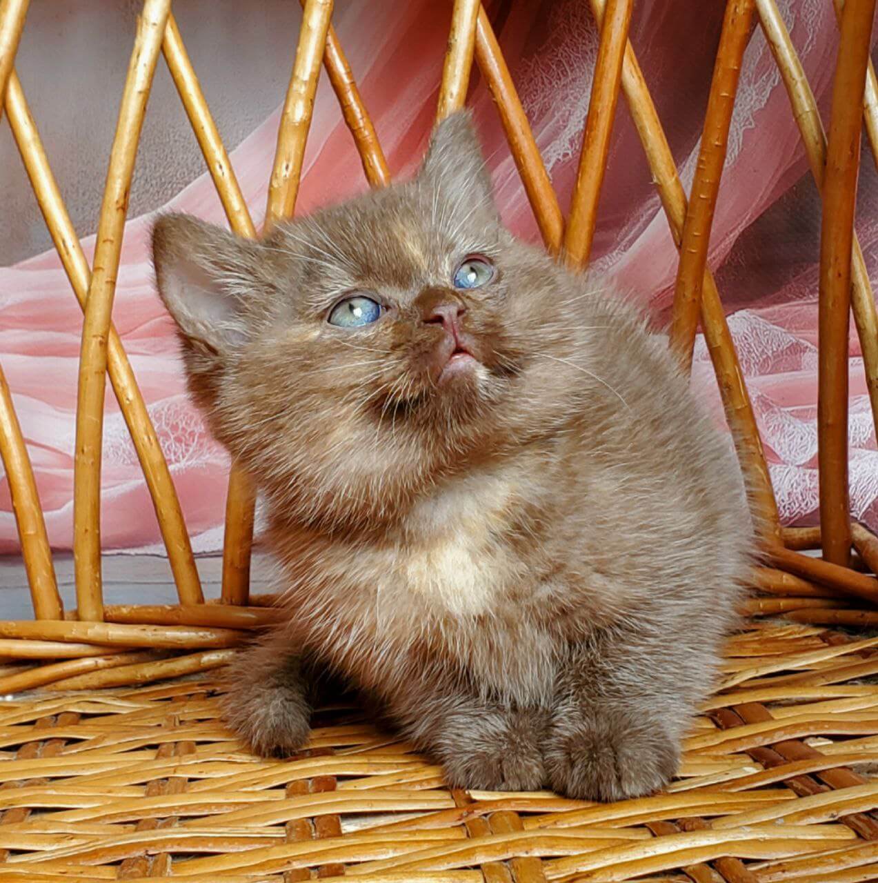 Holly British Shorthair Female (Available) $3200
