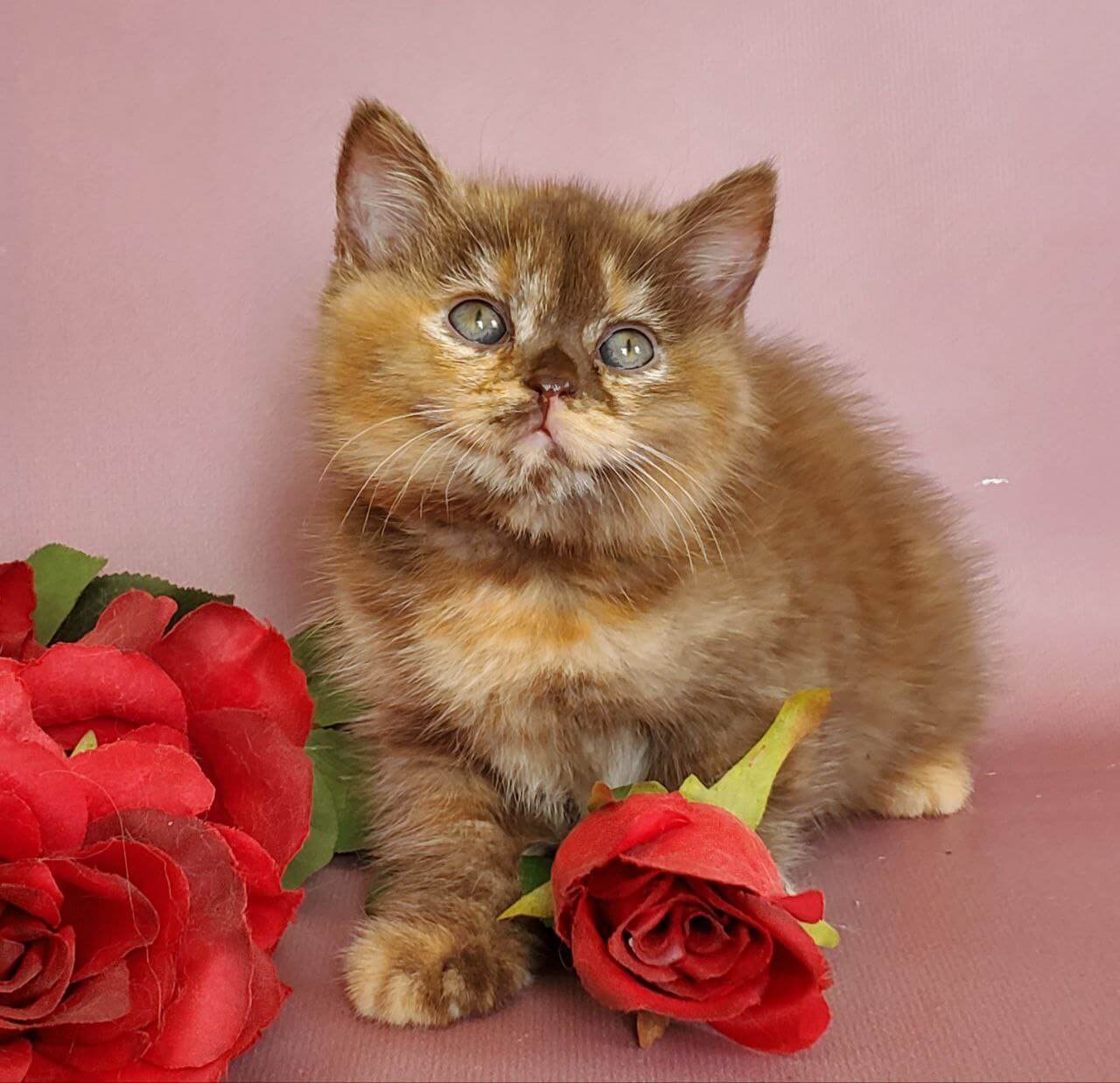 Hanna British Shorthair Female (Available) $2800