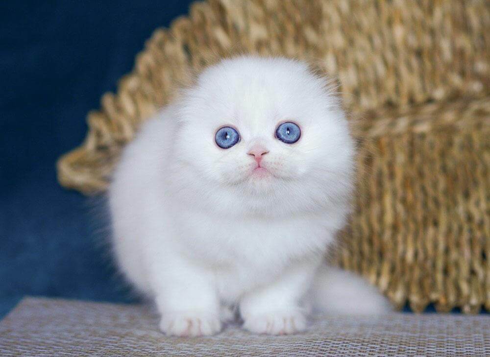 Xavier Scottish Fold Male (Available) $3000