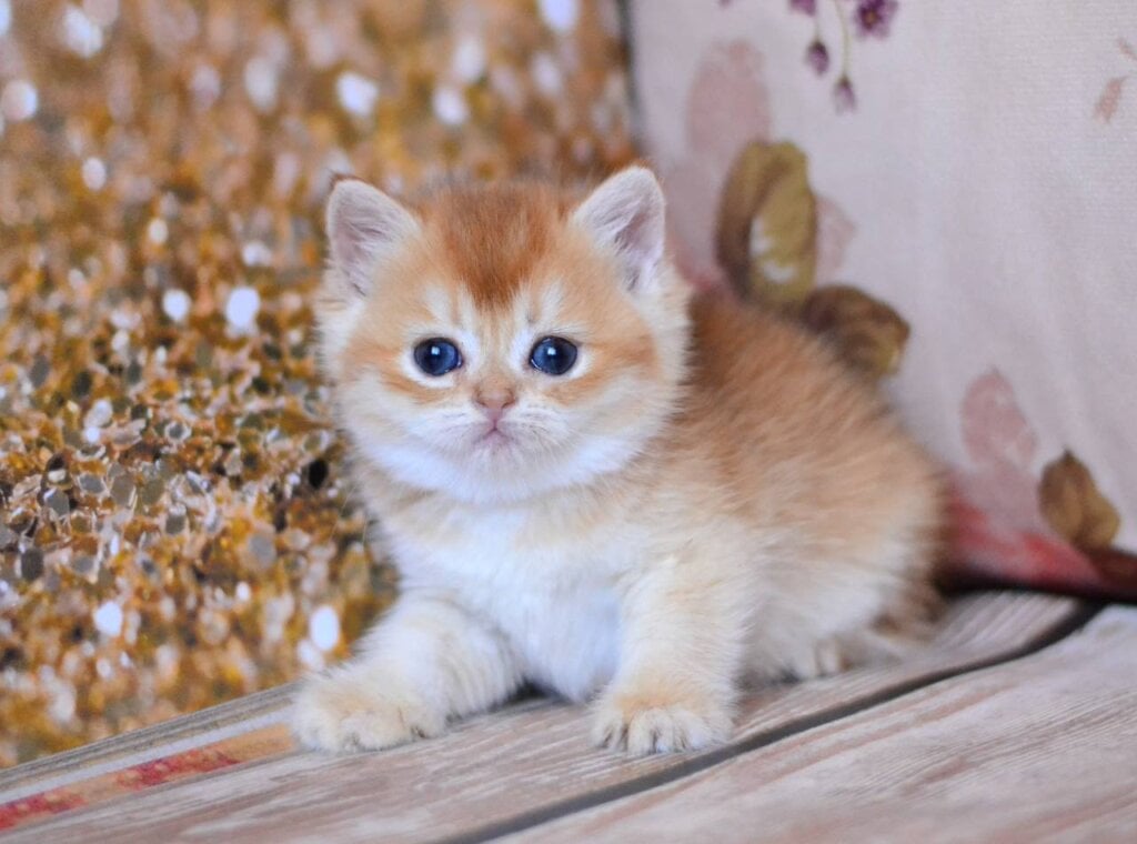 Wanda British Shorthair Female (Available) $2900