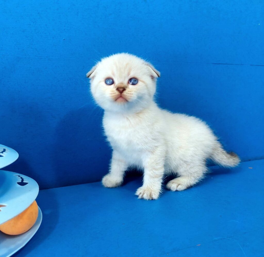 Kris Scottish Fold Male (Available) $2750