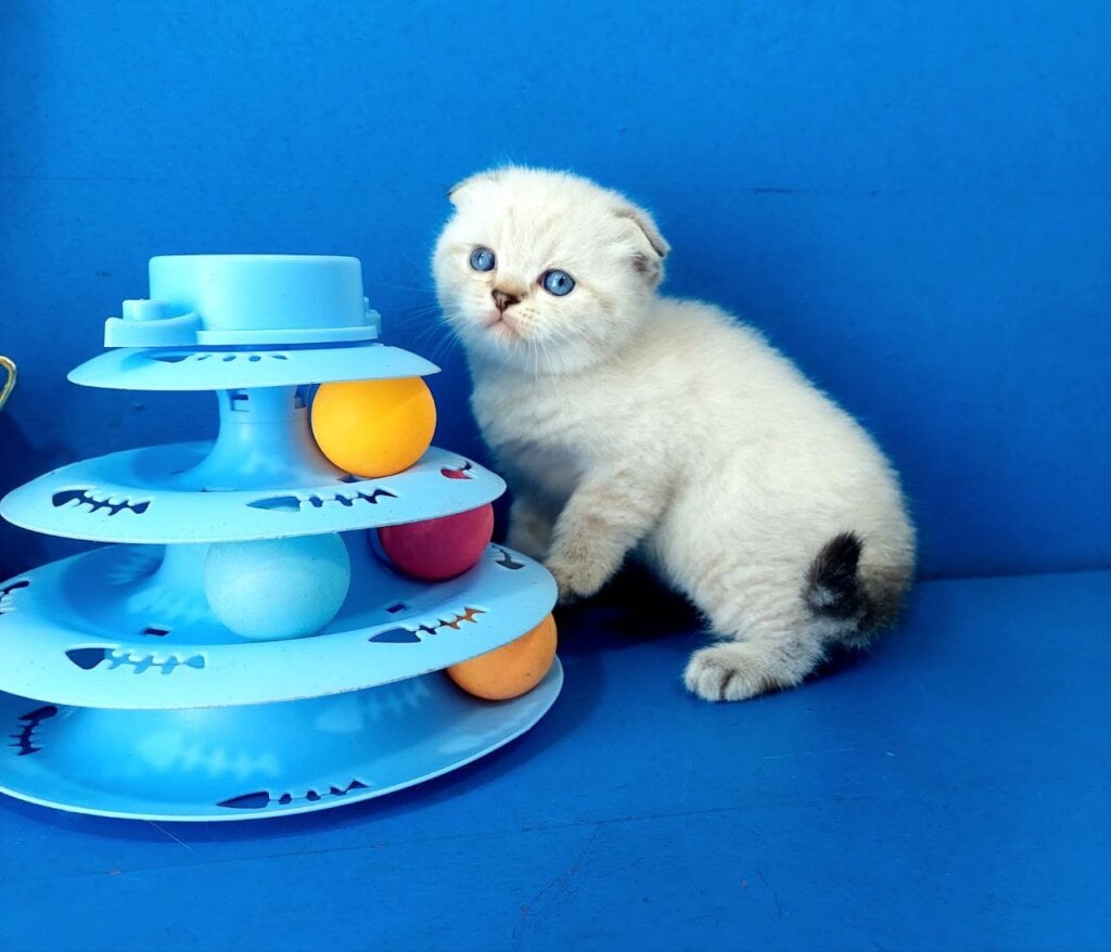 Kevin Scottish Fold Male (Available) $2750