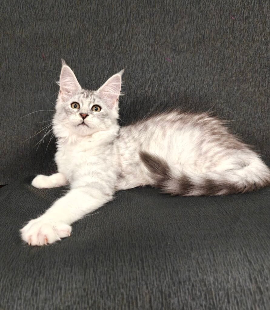 Furla Maine Coon Female (Available) $2900