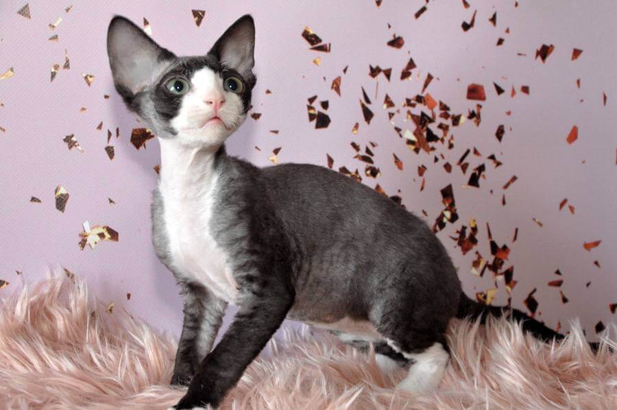 Luka Devon Rex Male (Available) $2800
