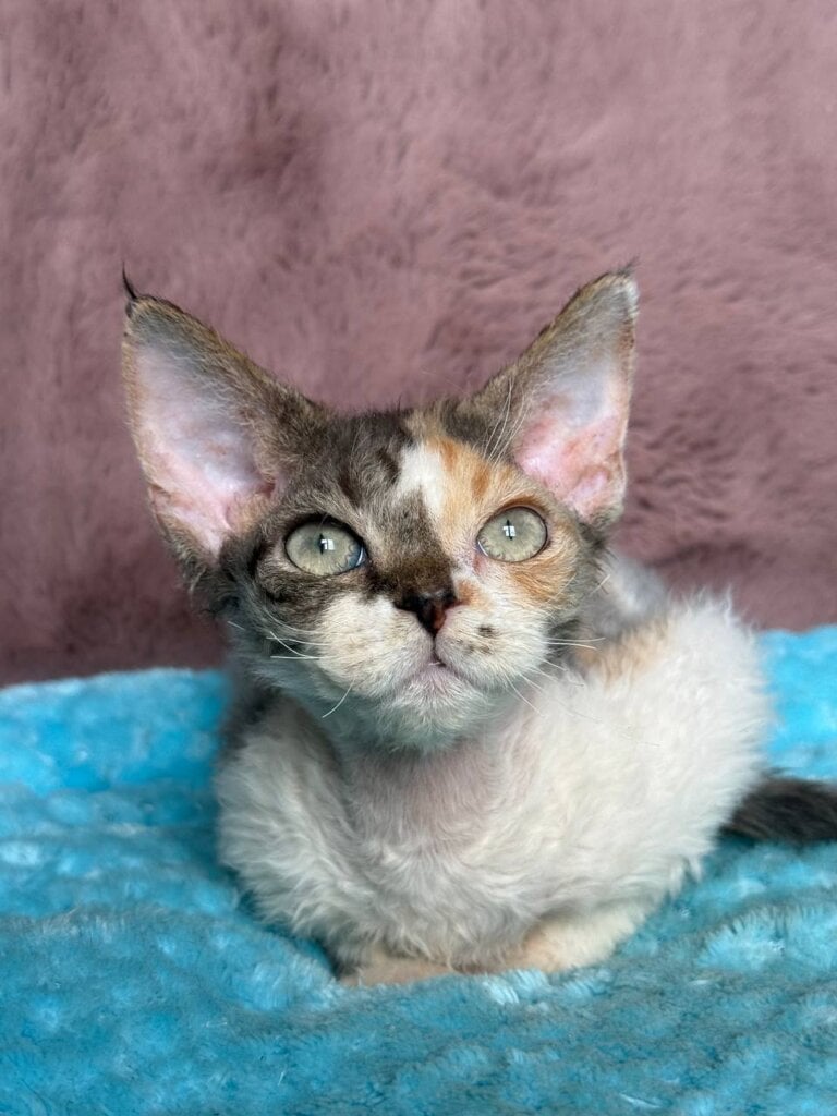 Pandora Devon Rex Female (Available) $3400