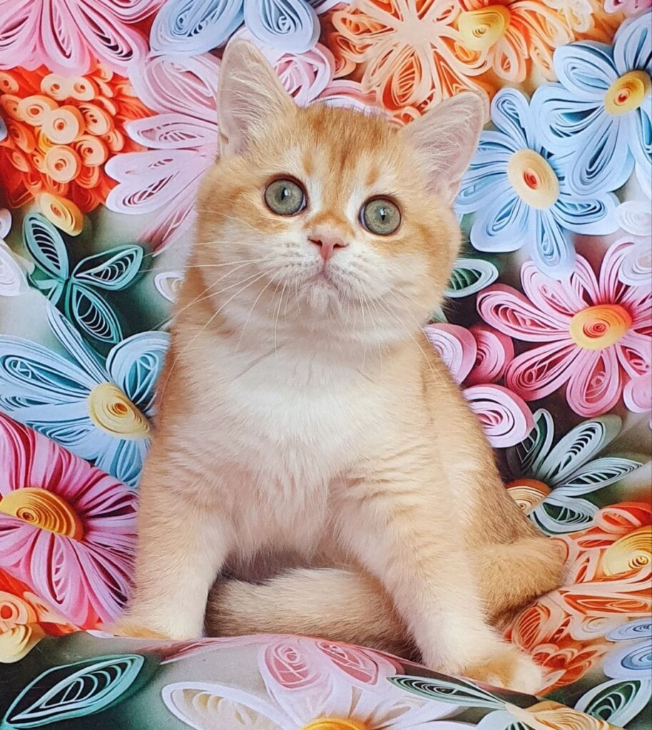 Kevin British Shorthair Male (Available) $2700