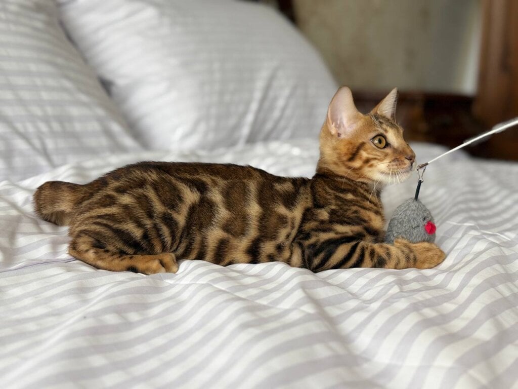 Bruno Bengal  Male (Available) $2900