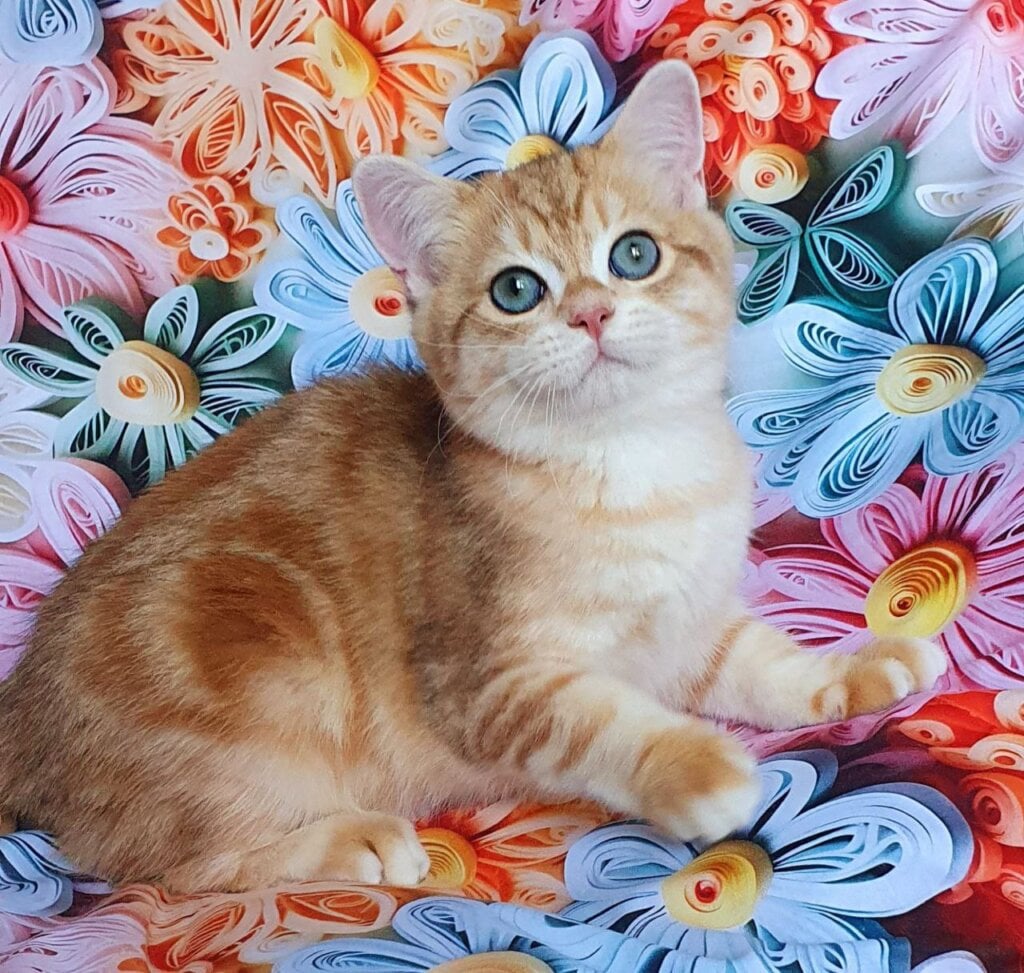 Mufasa British Shorthair Male (Available) $2500