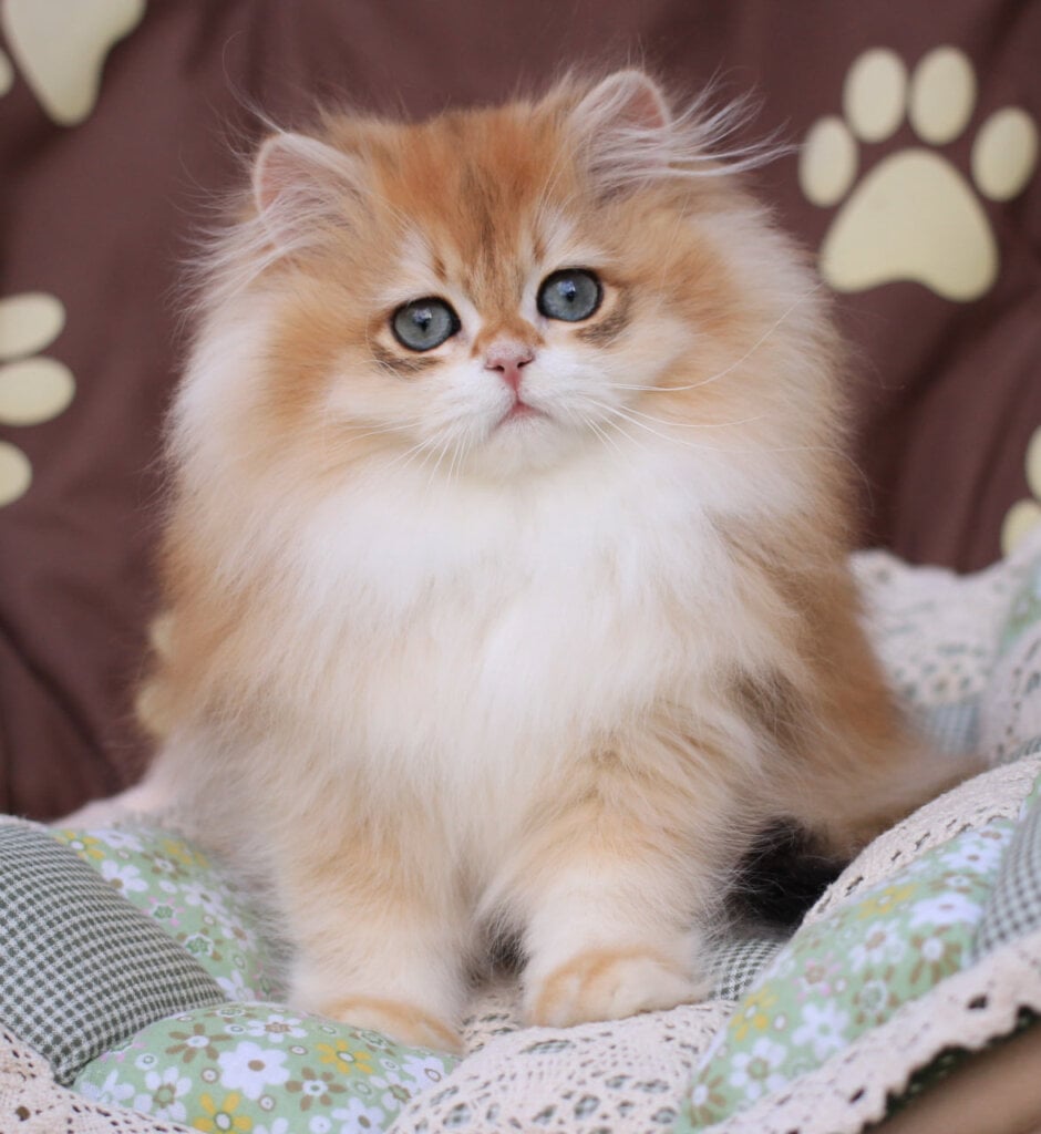 Marshall British Longhair Male (Available) $3000