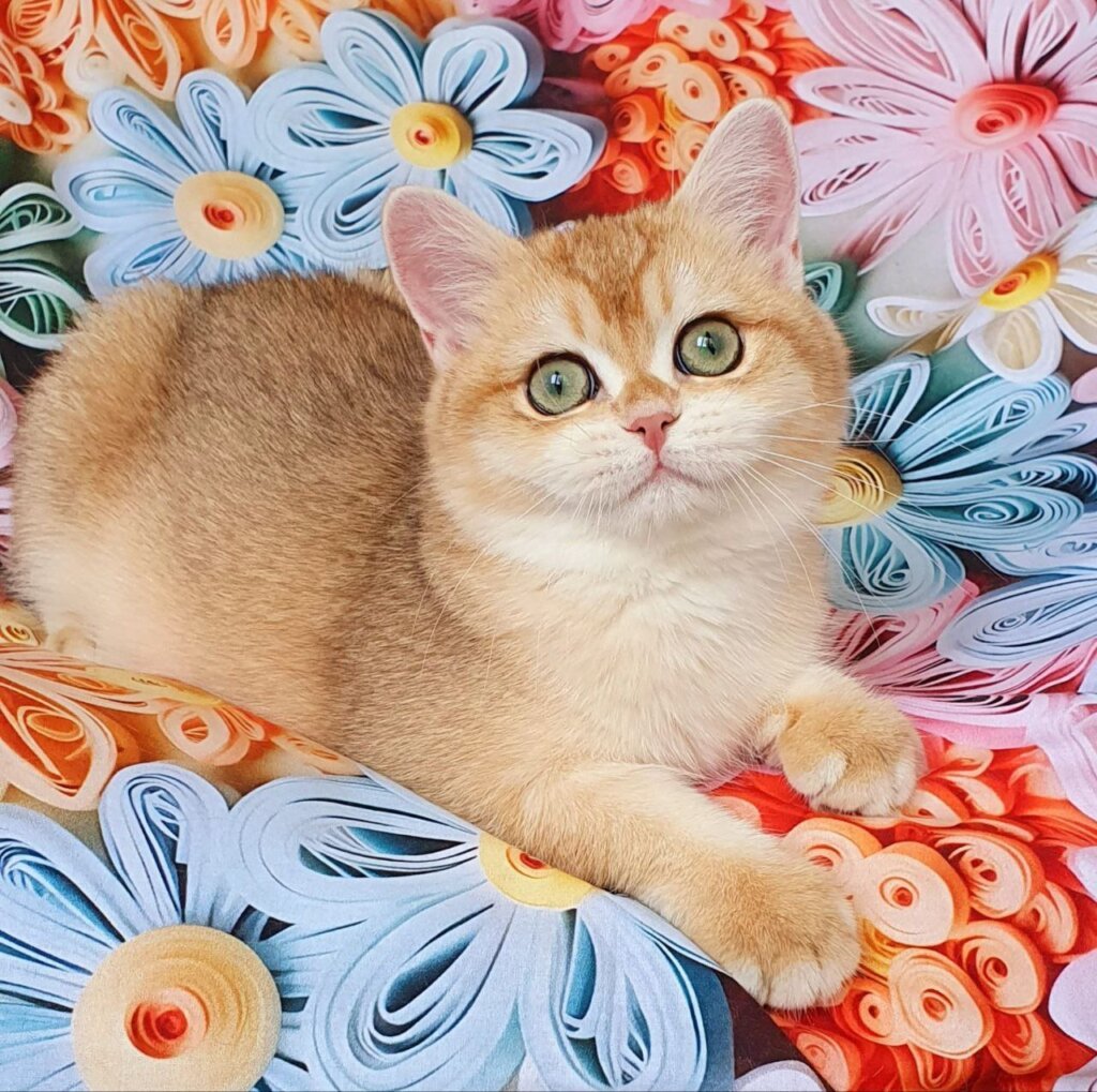 Monica British Shorthair Female (Available) $2700