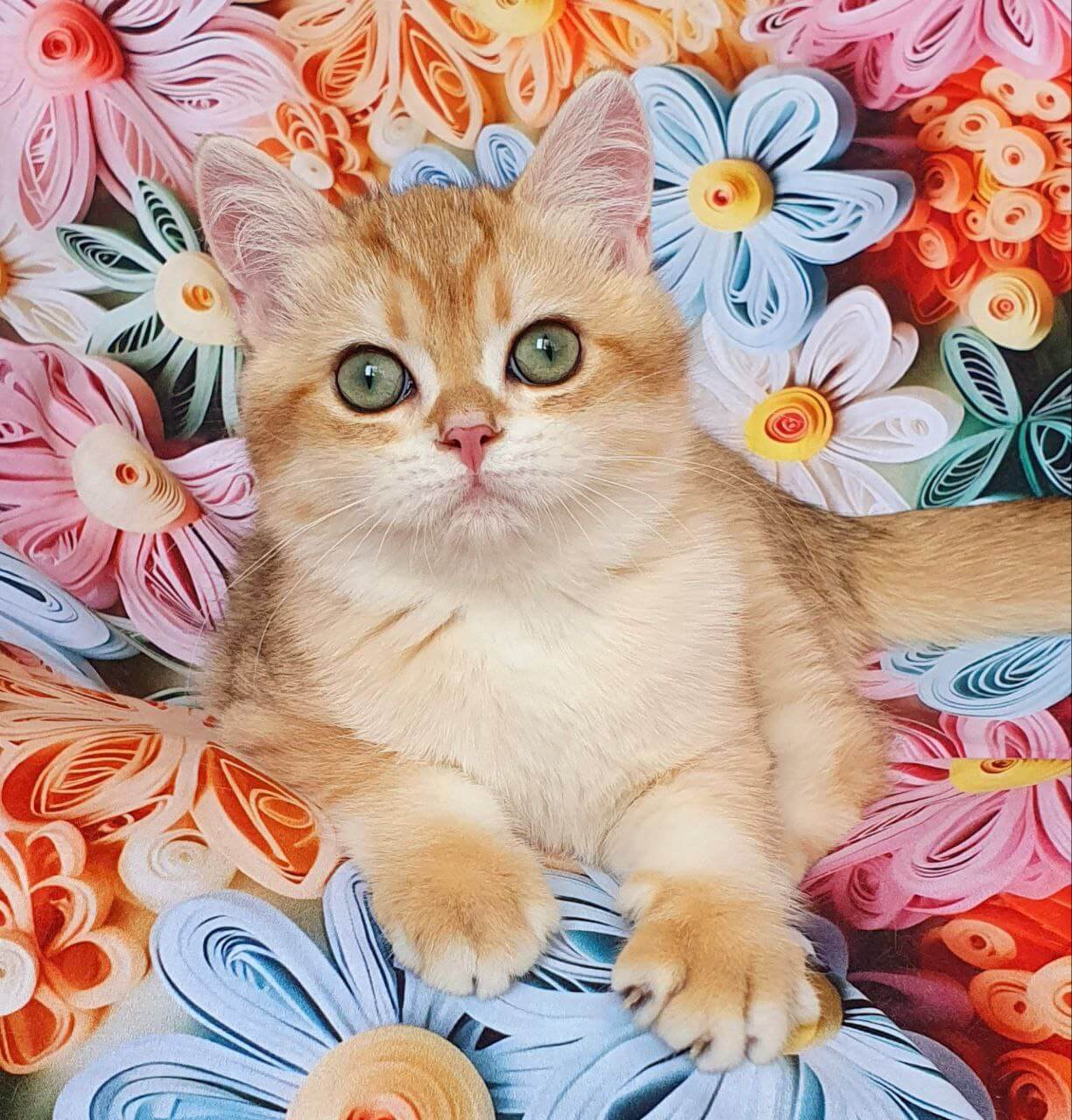 Kruasan British Shorthair Male (Available) $2700