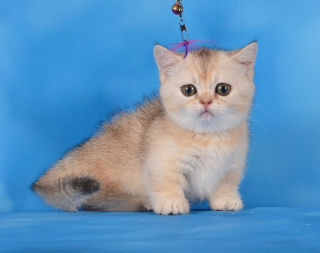 Manya Munchkin Female (Available) 00 - photo 1