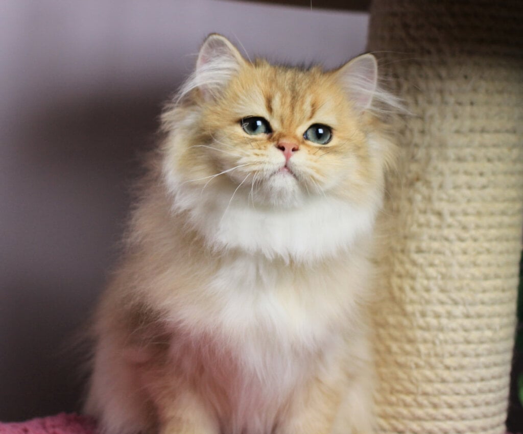 Kolombina British Longhair Female (Available) 00 - photo 1