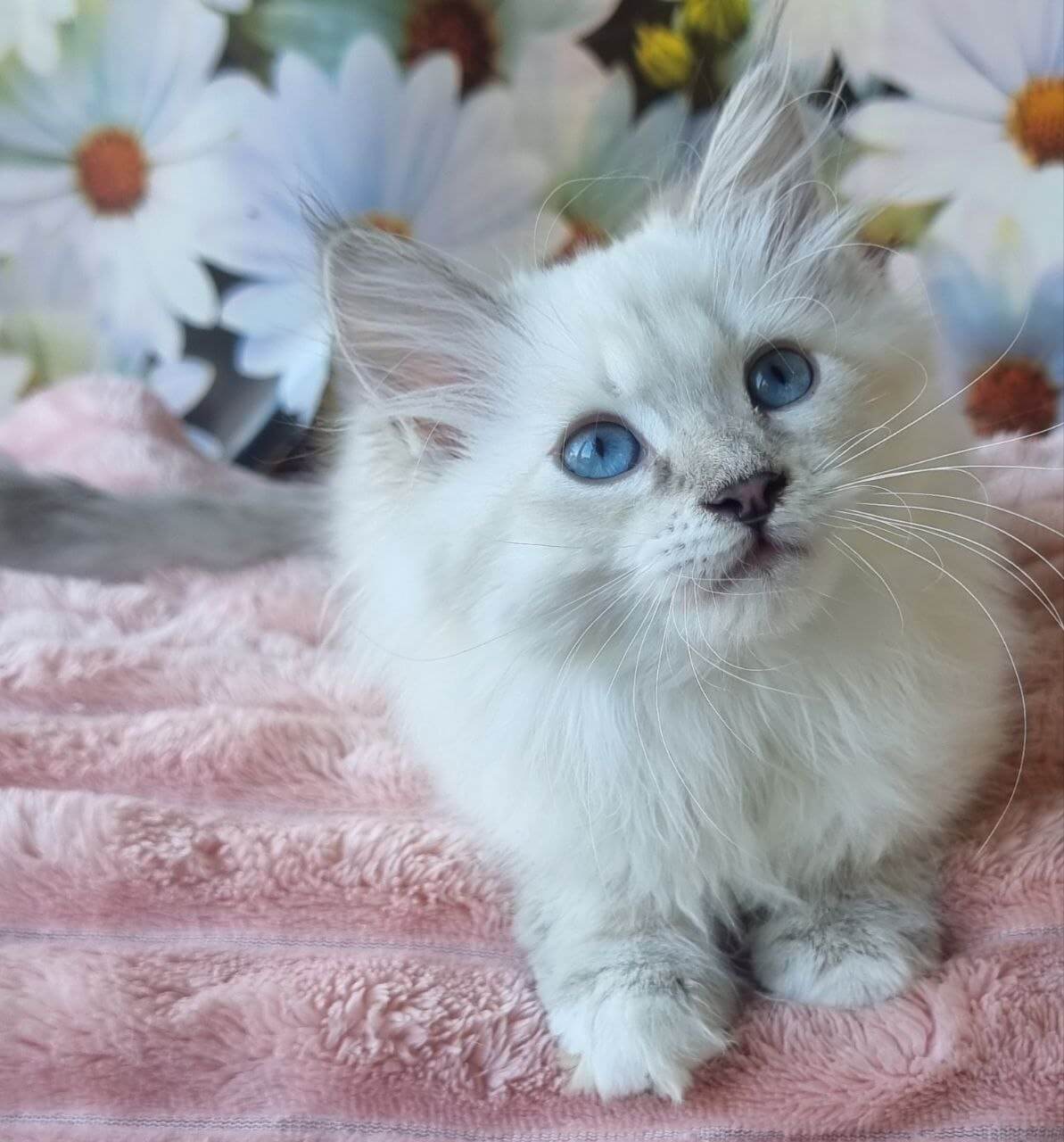 Rihana Siberian Female (Available) $3050
