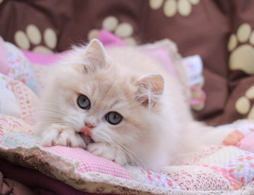 Nemir British Longhair Male (Available) $2800