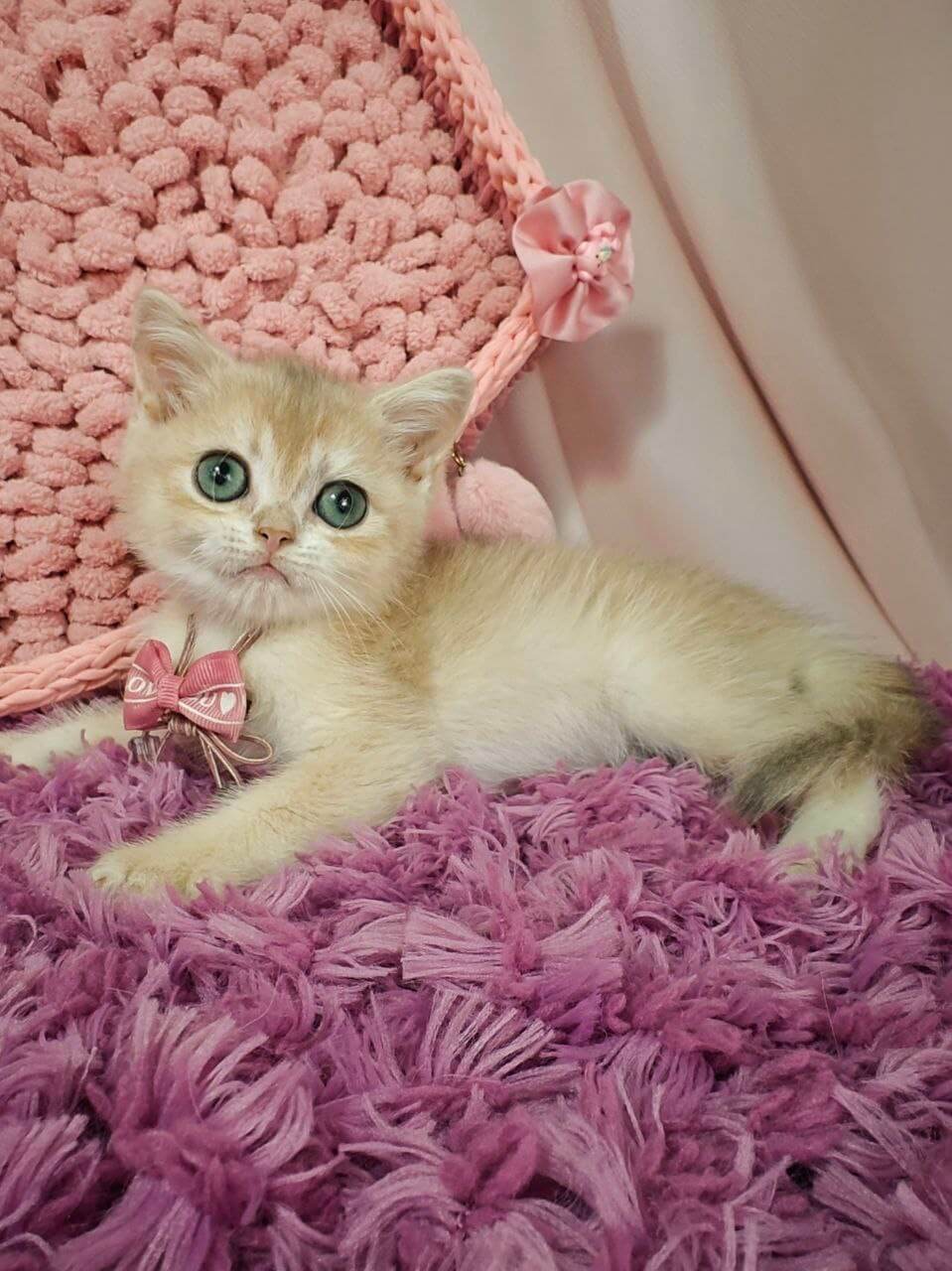 Timberlake British Shorthair Male (Available) $2900