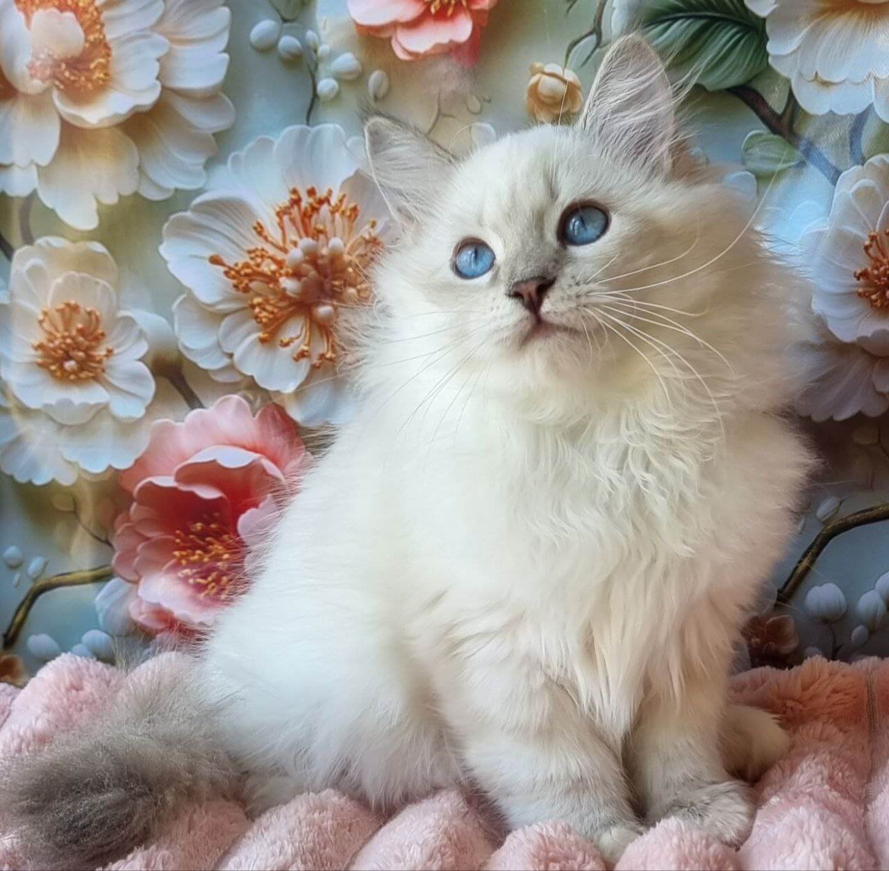 Rihana Siberian Female (Available) $3050