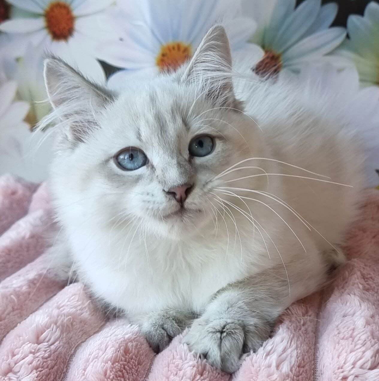 Riana Siberian Female (Available) $3000