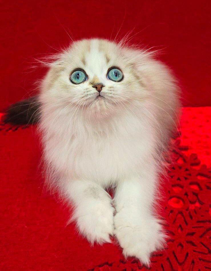 Yujin Scottish Fold Male (Available) 00 - photo 1