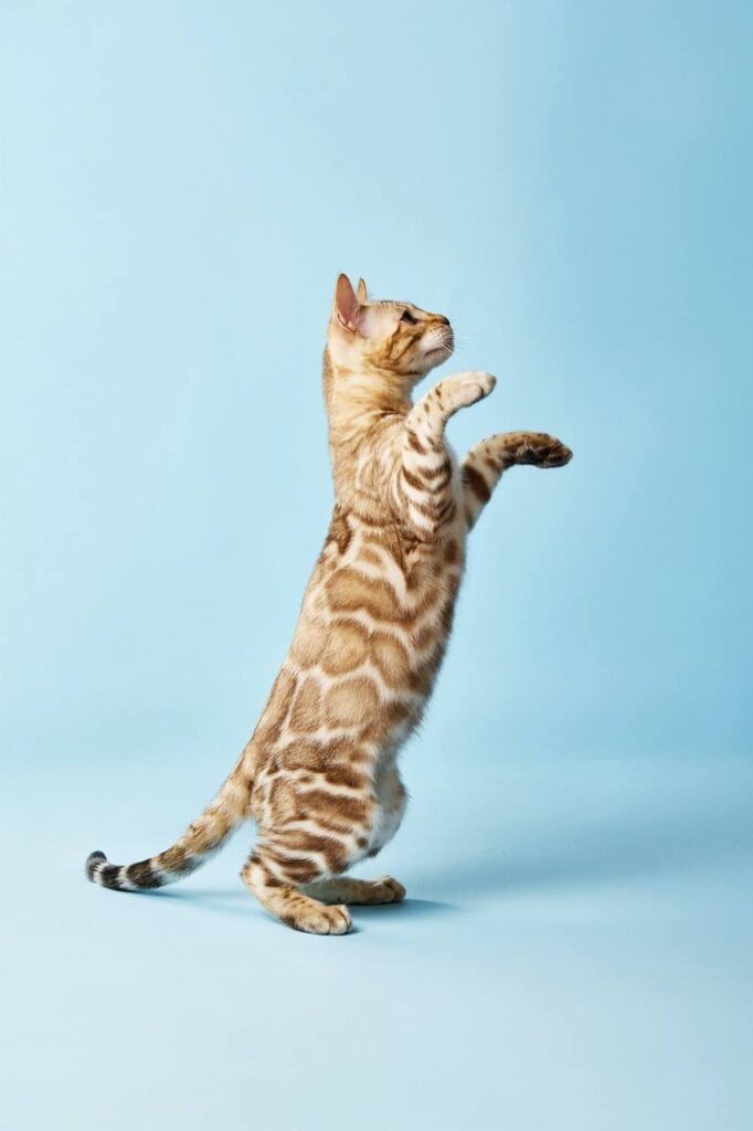 Pavlo Bengal Male (Available) 00 - photo 1