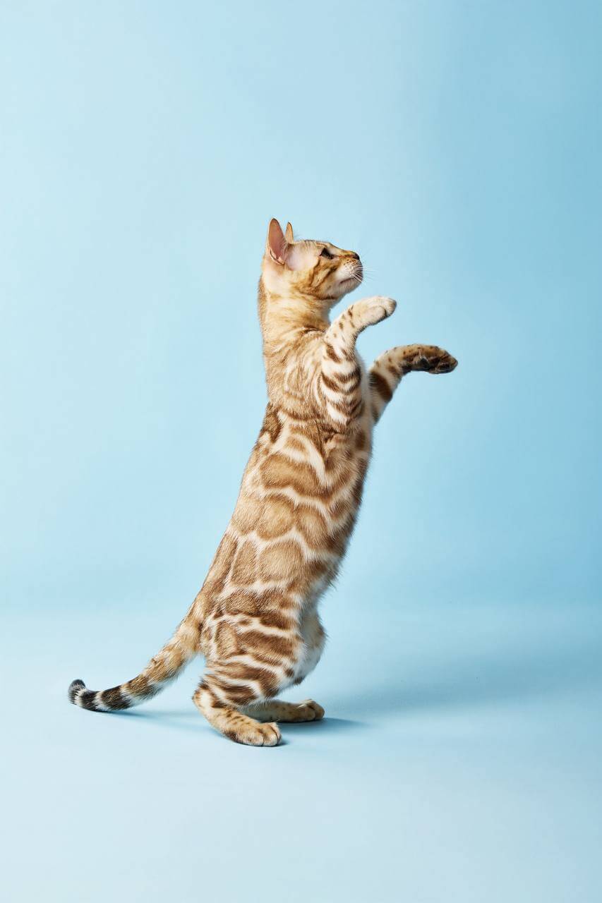 Pavlo Bengal Male (Available) $3700
