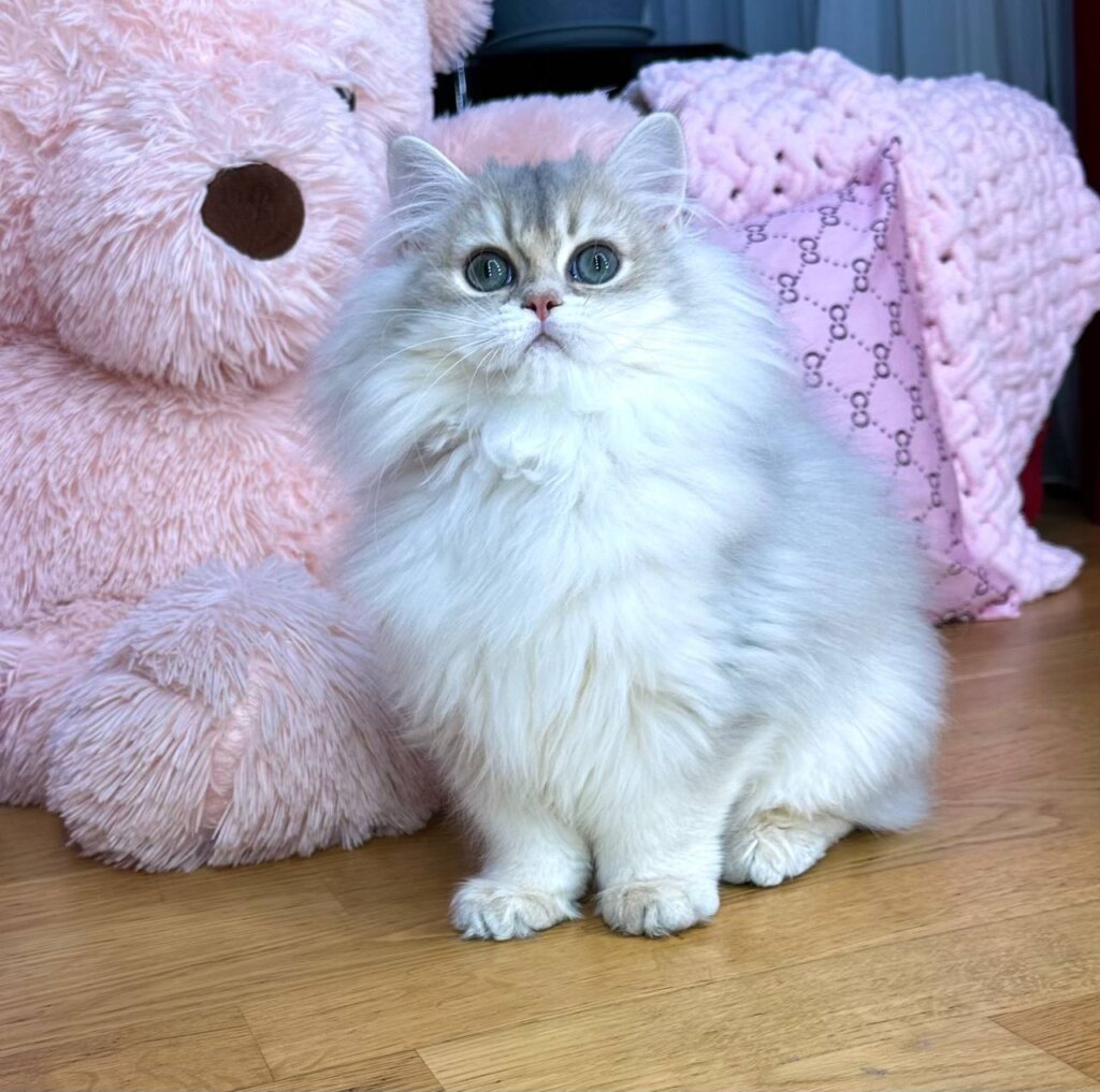 Walter British Longhair Male (Available) 00 - photo 1