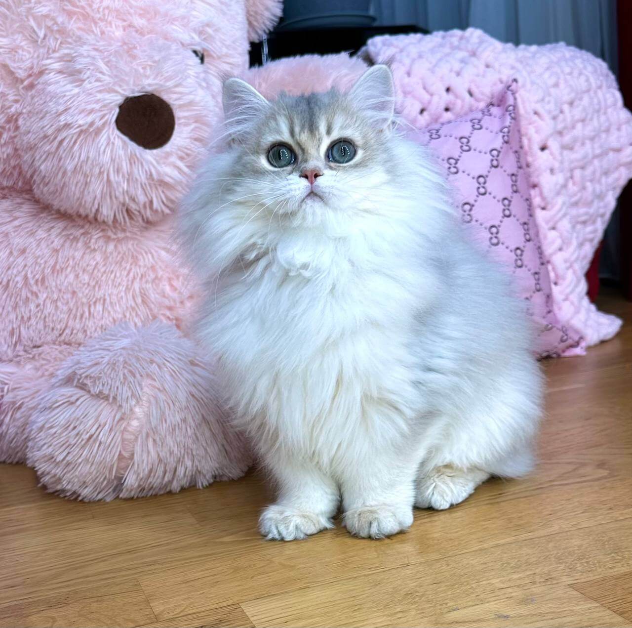 Walter British Longhair Male (Available) $2600