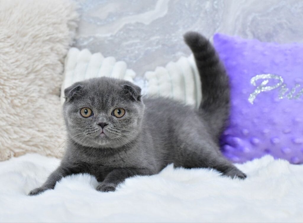 Farik Scottish Fold Male (Available) $2800